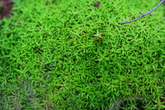 Trichostomum brachydontium