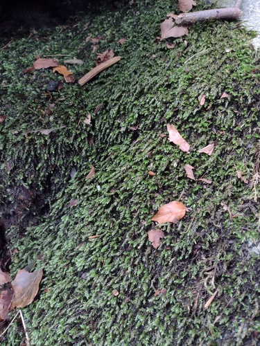 Rhynchostegium riparioides observed 2026-09-12