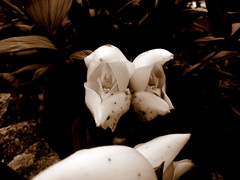 Anguloa uniflora
