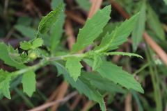 Crassocephalum picridifolium