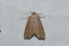 Cutina albopunctella