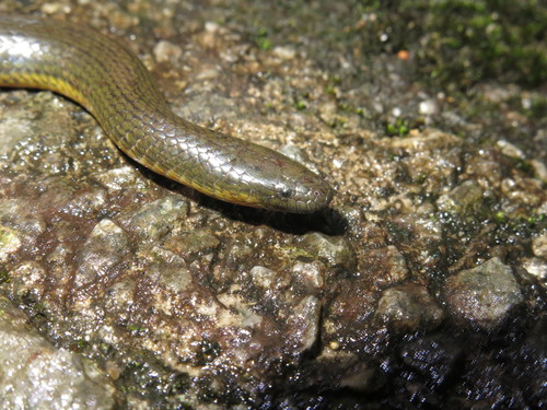 Photo of a Anderson's Mountain Keelback (Opisthotropis andersonii)