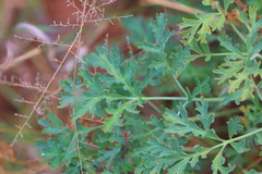 Pelargonium dolomiticum