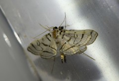 Conchylodes concinnalis