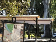 Pitangus sulphuratus