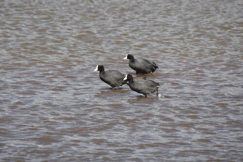Fulica alai observed 2026-10-03