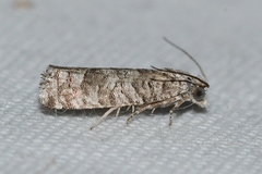 Retinia gemistrigulana