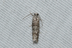 Retinia gemistrigulana