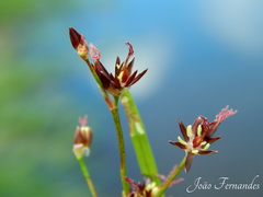 Juncus heterophyllus