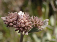 Eriodictyon traskiae