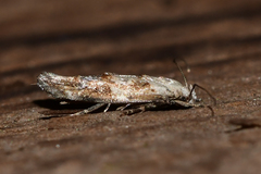 Mompha murtfeldtella