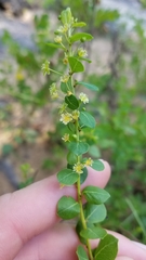 Phyllanthopsis phyllanthoides