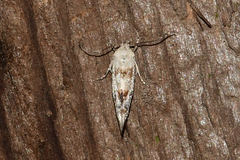 Mompha murtfeldtella