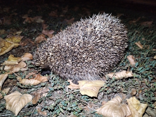 Northern White-breasted Hedgehog