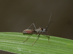 Colobathristidae