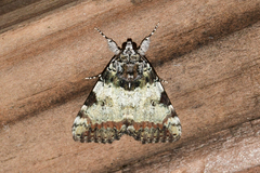 Catocala connubialis