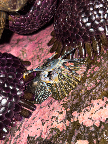 Pachygrapsus, 2026-10-11