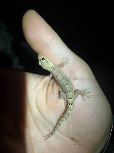 Lepidodactylus lugubris observed 2026-10-11