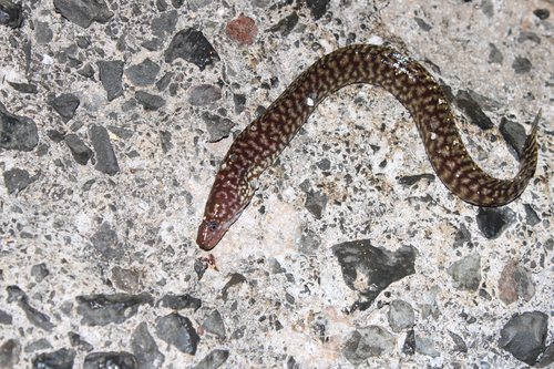 Gymnothorax chilospilus observed 2026-10-11