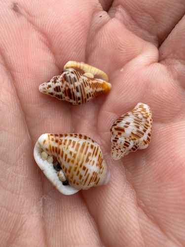 Columbella mercatoria observed 2026-10-11