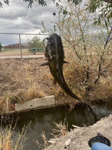 Black Bullhead