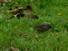 Zonotrichia leucophrys