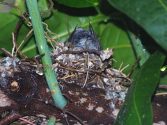 Streptopelia chinensis