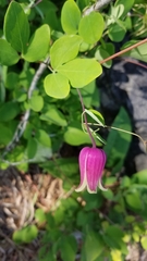 Clematis glaucophylla