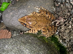 Limnonectes macrodon