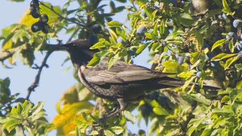 Ring Ouzel