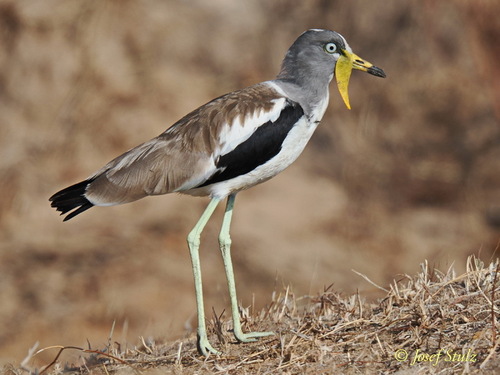 iNaturalist image
