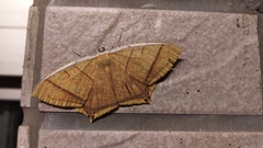 Thinopteryx crocoptera