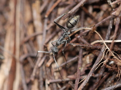Camponotus camelinus