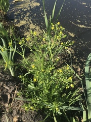 Ranunculus sceleratus