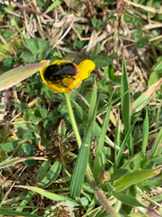 Bombus