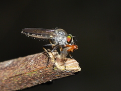 Ommatiini