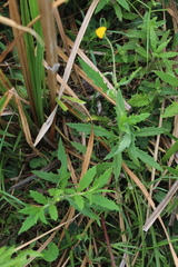 Crassocephalum picridifolium