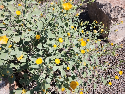 Yellow Indian Mallow