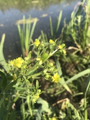 Ranunculus sceleratus
