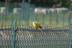 Motacilla flava cinereocapilla
