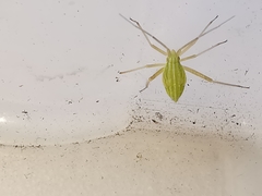 Miridius quadrivirgatus