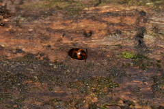 Spiloscapha thallioides