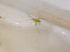 Miridius quadrivirgatus