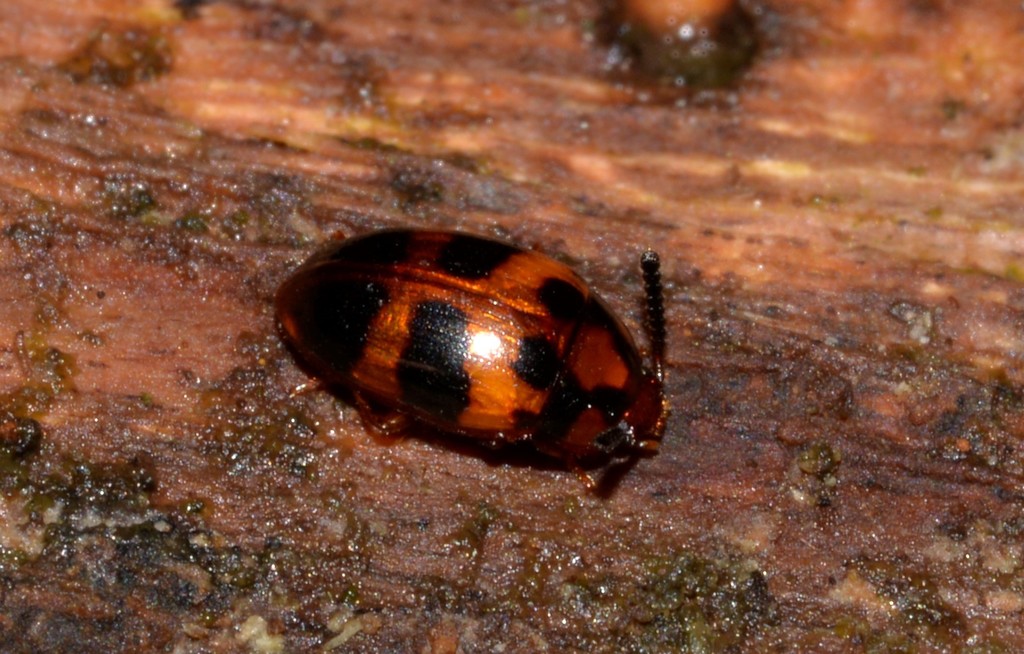 Spiloscapha