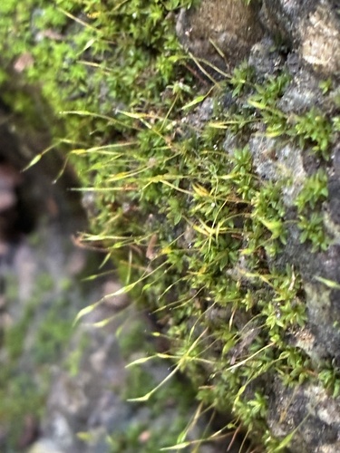 Hyophila involuta observed 2026-10-12