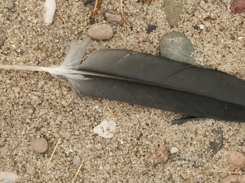 Plume de Grand Cormoran