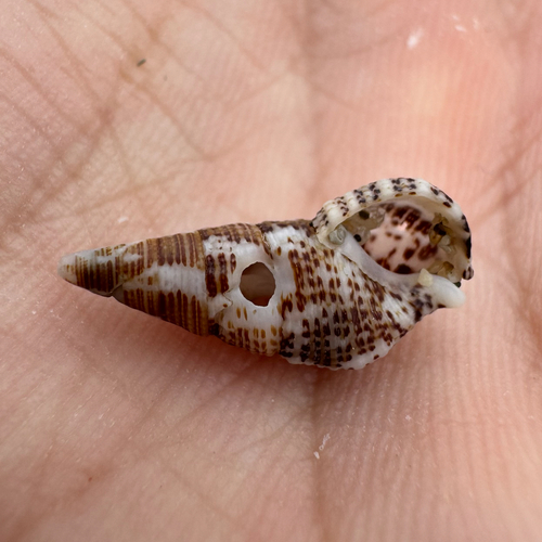 Cerithium litteratum observed 2026-10-11