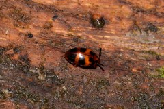 Spiloscapha thallioides