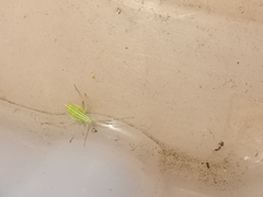 Miridius quadrivirgatus