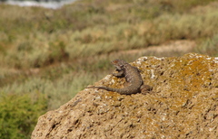 Sceloporus zosteromus rufidorsum